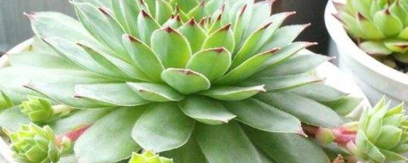 长生草容易爆盆吗（长生草容易徒长吗）