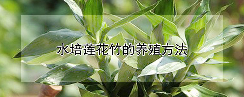 水培莲花竹的养殖方法（水培莲花竹的养殖方法和注意事项）