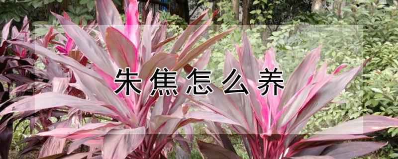 朱焦怎么养 朱蕉怎么养才长得好