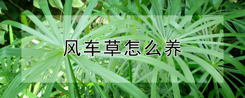 风车草怎么养(风车草怎么养殖视频)
