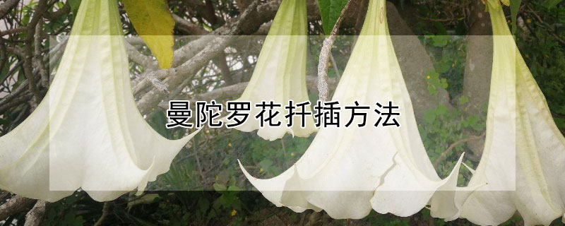 曼陀罗花扦插方法(曼陀罗花怎么扦插)