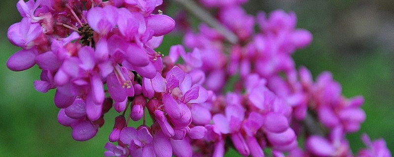 紫荆盆景怎么养殖（紫荆树盆景的养殖方法）