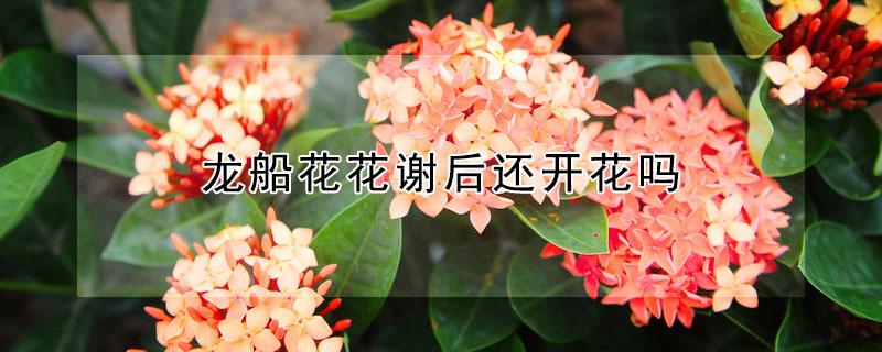 龙船花花谢后还开花吗 龙船花开几次花