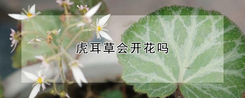 虎耳草会开花吗（虎耳草开什么花）