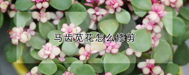 马齿苋花怎么修剪 大花马齿苋如何修剪