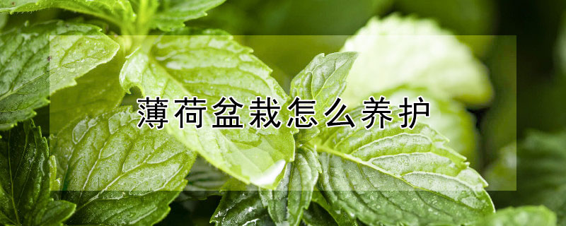 薄荷盆栽怎么养护（薄荷盆栽怎么养护和管理）