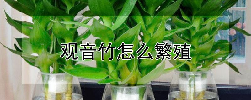 观音竹怎么繁殖 观音竹怎么繁殖多