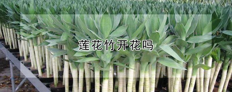 莲花竹开花吗（莲花竹开花吗图片）