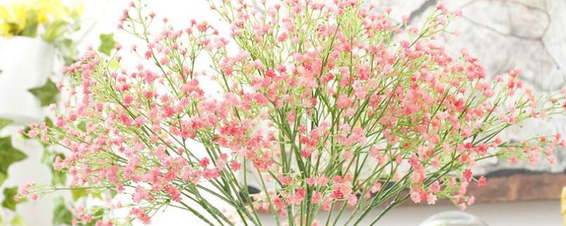 满天星开完花如何修剪 满天星花用修剪吗