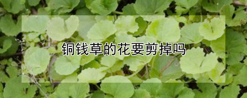 铜钱草的花要剪掉吗（铜钱草需要剪花么）
