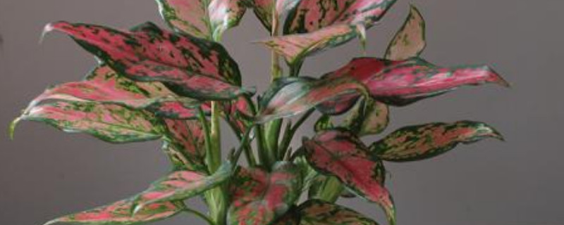 如意皇后修剪方法 如意皇后剪了能再长吗