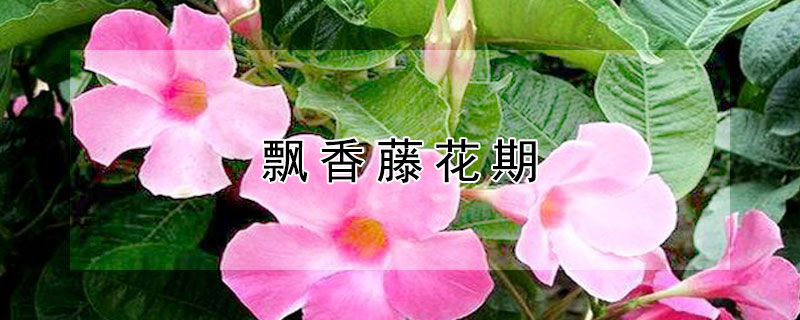 飘香藤花期（万里飘香藤花期）