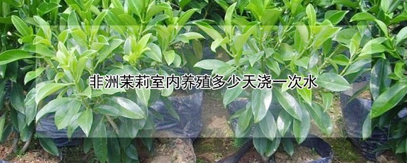 非洲茉莉室内养殖多少天浇一次水（非洲茉莉多长时间浇水一次）