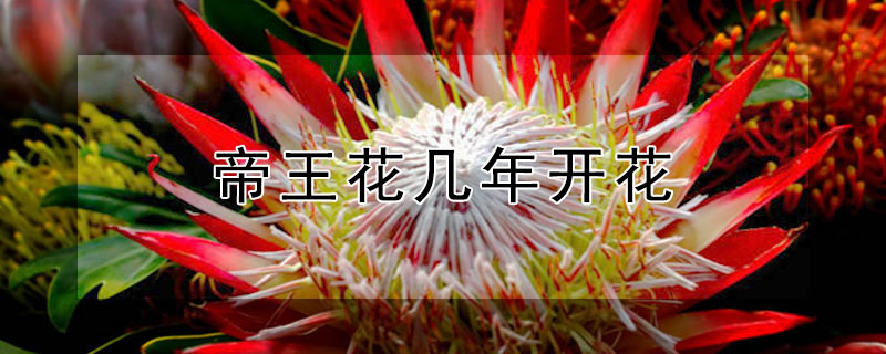 帝王花几年开花（帝王花一年开几次花）