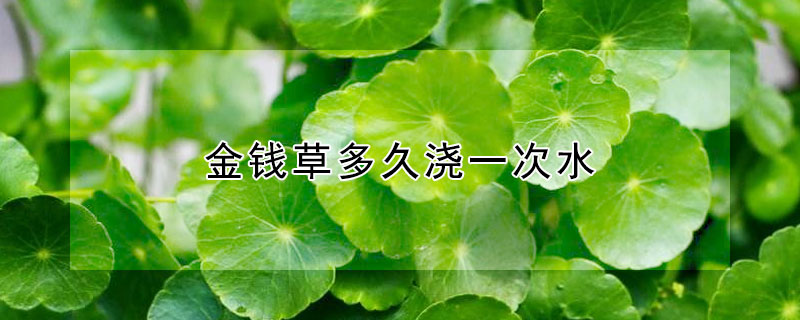 金钱草多久浇一次水 金钱草多久浇一次水合适