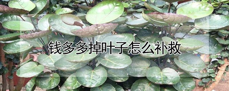 钱多多掉叶子怎么补救（钱多多落叶的补救方法）