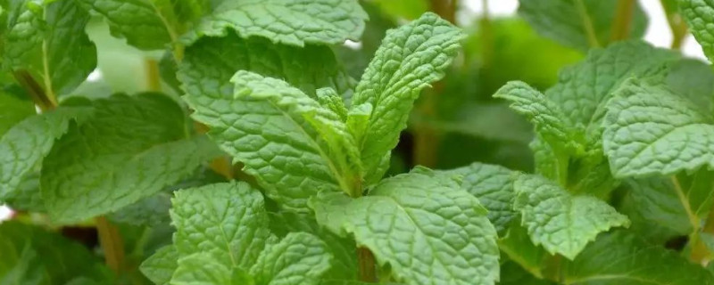 薄荷需要修剪吗（薄荷需要剪枝吗）