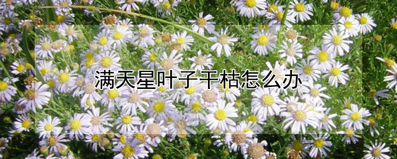 满天星叶子干枯怎么办 紫花满天星叶子干枯怎么办