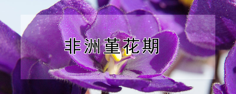 非洲堇花期（非洲堇花期多长时间）