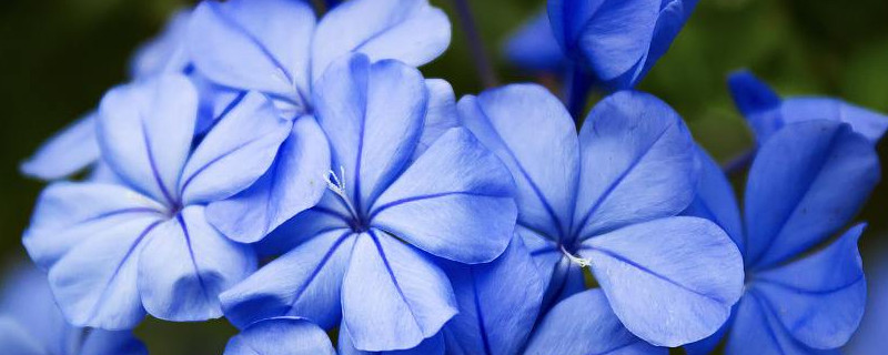 蓝雪花换盆后发蔫怎么办(蓝雪花换盆后蔫了)