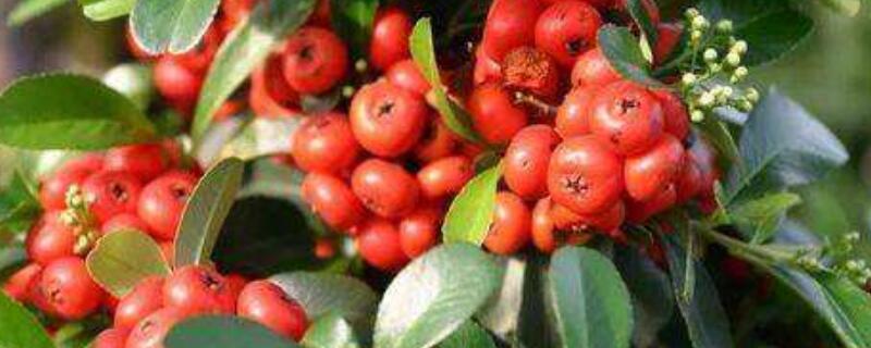 富贵籽叶子尖干枯 富贵籽枝干枯萎