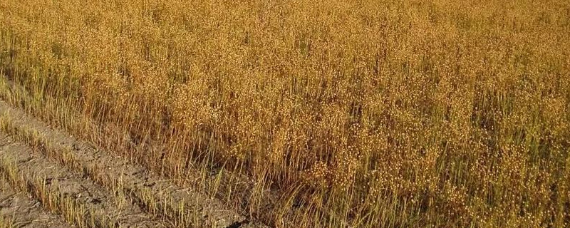 亚麻怎么种植（亚麻怎么种植方法）