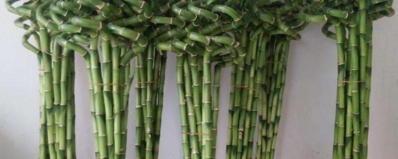 水培转运竹发黄怎么办(转运竹发黄怎么挽救水培)