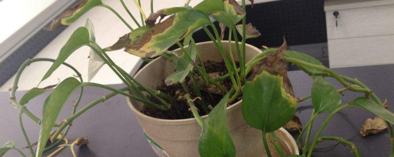 怎么救活快死的植物 怎样救活植物