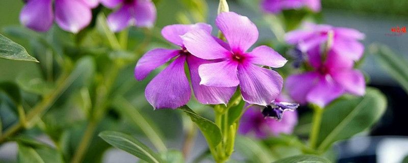 长春花的养殖方法和注意事项 花叶蔓长春花的养殖方法和注意事项