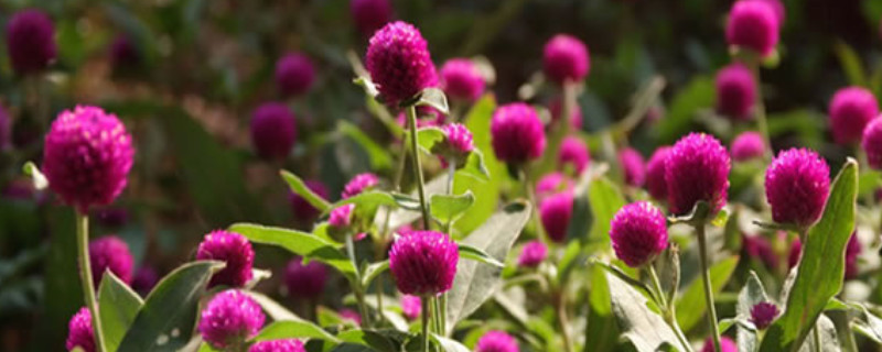 千日红瓶插怎么养护 千日红在花瓶里怎么养