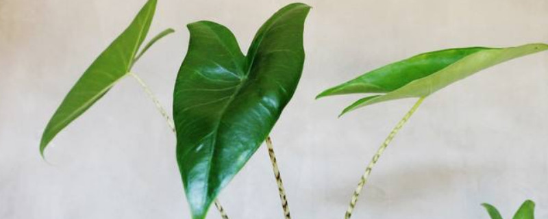 斑马海芋怎么养 斑马海芋怎么养护