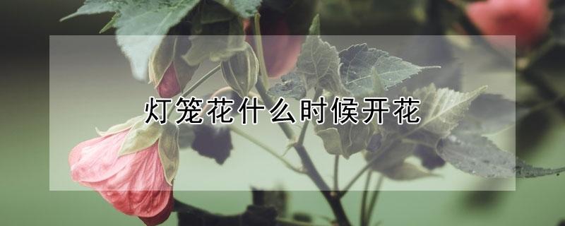 灯笼花什么时候开花（灯笼花开花时间）