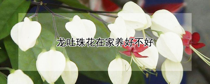 龙吐珠花在家养好不好(家里养龙吐珠花好吗)