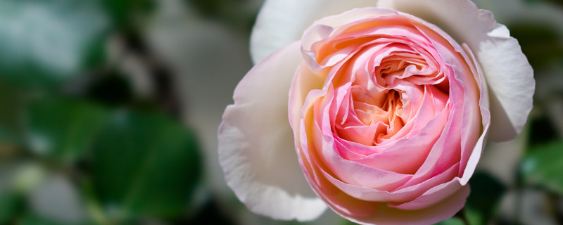 龙沙宝石小苗怎么养 龙沙宝石小苗几年能开花