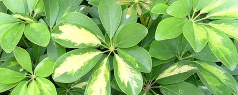 鸭掌木的养殖方法和注意事项 八方来财鸭掌木的养殖方法和注意事项