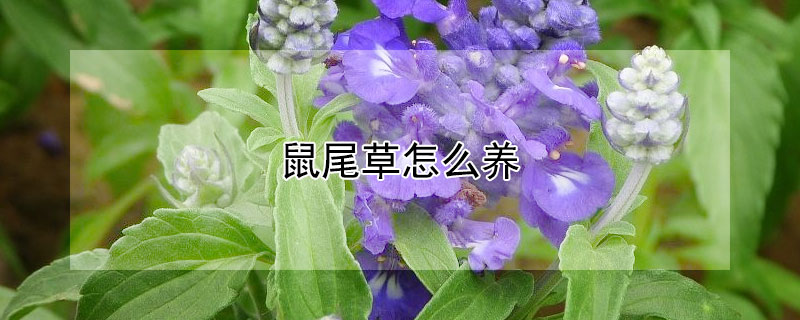 鼠尾草怎么养（鼠尾草怎么养护）