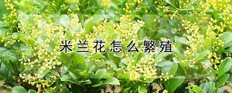米兰花怎么繁殖 米兰花如何繁殖