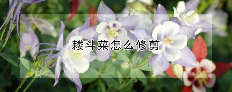 耧斗菜怎么修剪 耧斗菜养护