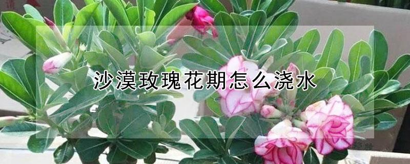 沙漠玫瑰花期怎么浇水（沙漠玫瑰开花期间怎么浇水?）