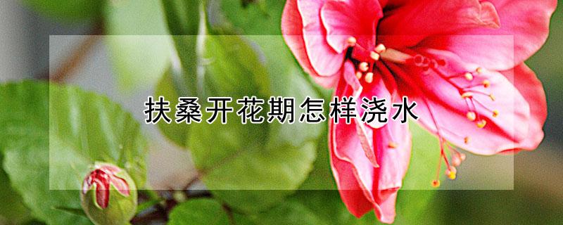 扶桑开花期怎样浇水（扶桑开花期间施什么肥）