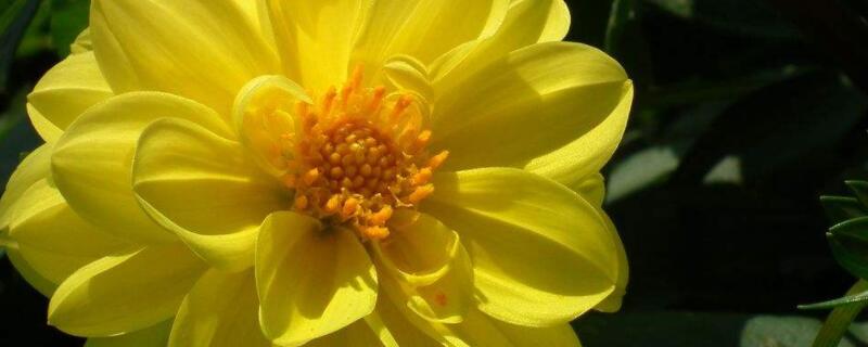 地栽小丽花怎么越冬(盆栽小丽花冬天怎么养)