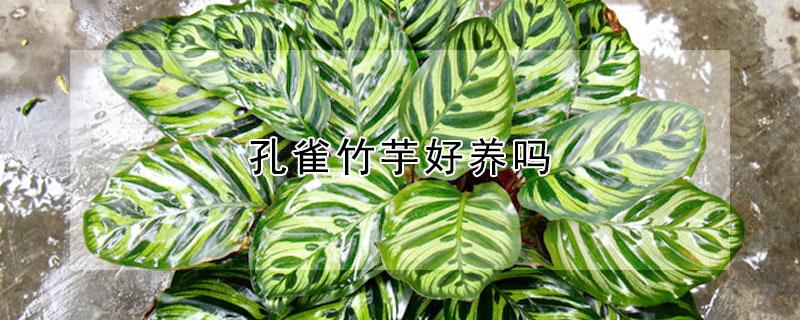 孔雀竹芋好养吗（孔雀竹芋好养吗?）