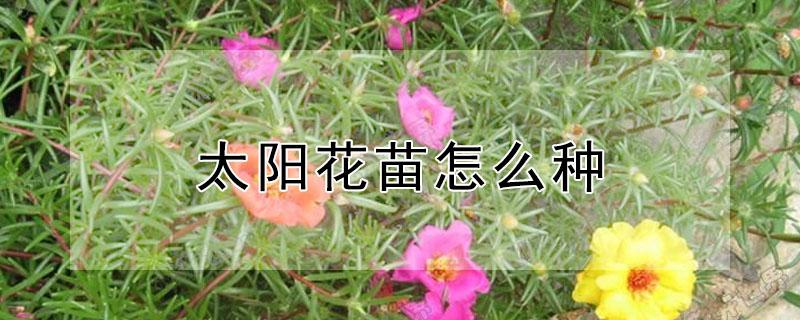 太阳花苗怎么种 太阳花苗怎么种植视频