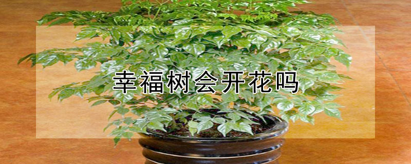 幸福树会开花吗 幸福树会开花吗开的花是什么样子