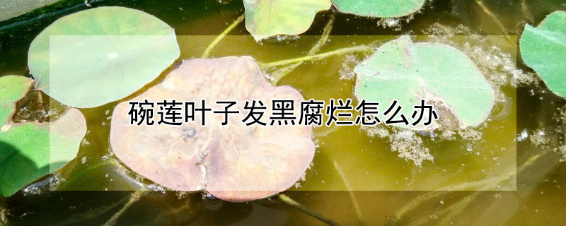 碗莲叶子发黑腐烂怎么办（碗莲叶子发黑腐烂的原因以及解决方法）