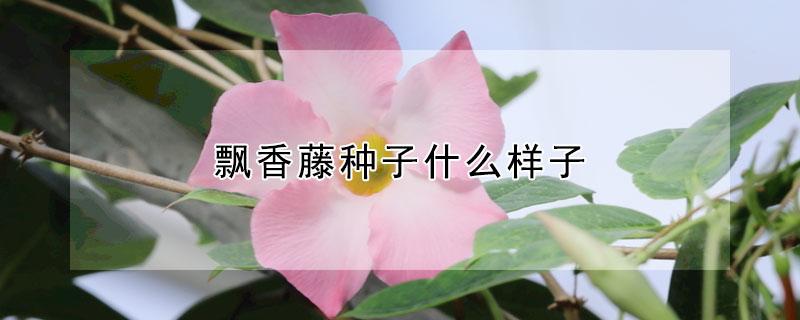 飘香藤种子什么样子（飘香藤的种子种植方法）