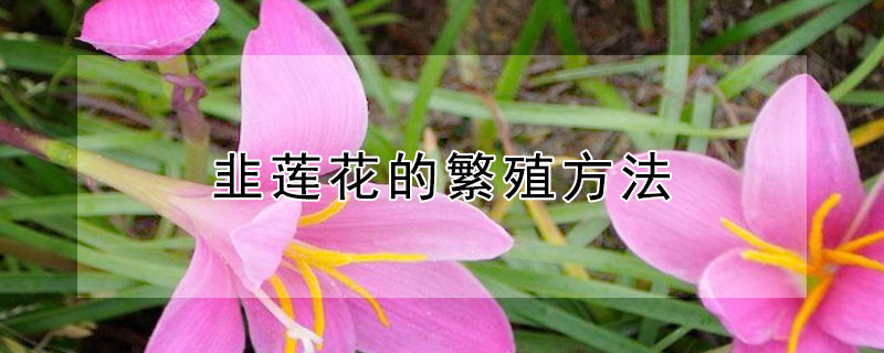 韭莲花的繁殖方法 韭莲花的养殖养护方法