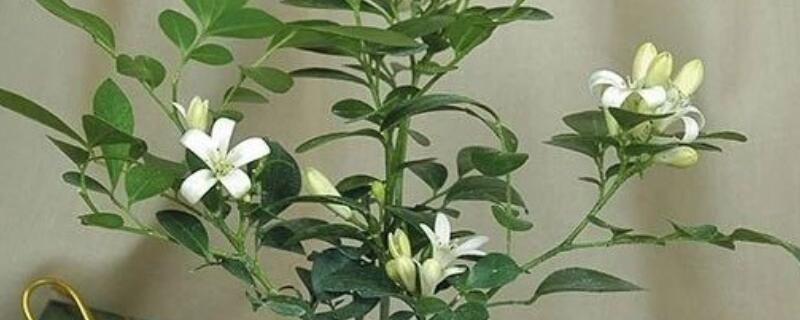 九里香树桩的养护方法（九里香树桩图片）