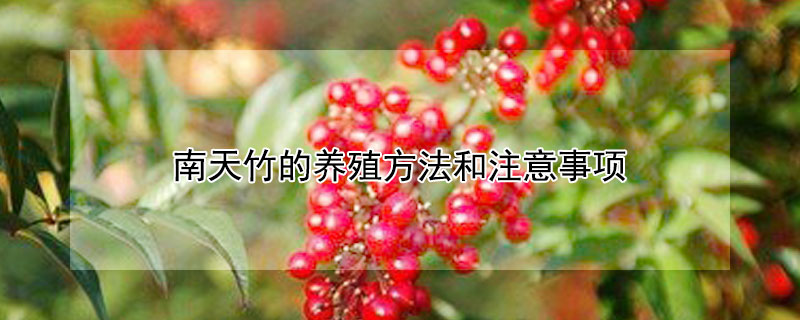 南天竹的养殖方法和注意事项(南天竹的养殖方法和注意事项 南天竹怎么养)