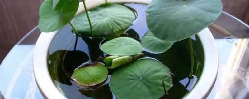 碗莲的种植方法水培（碗莲的种植方法水培要换水吗?）
